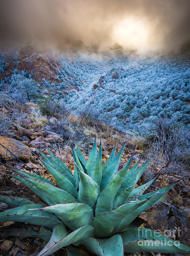Mountain Photograph - Agave Winter by Inge Johnsson
