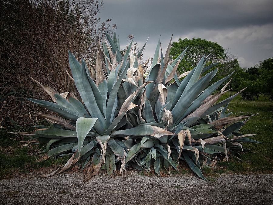 Agaves Plant Photograph by Buck Buchanan
