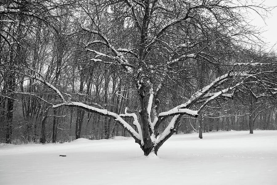 Aged Apple Tree in Winter Photograph by Scott Kingery