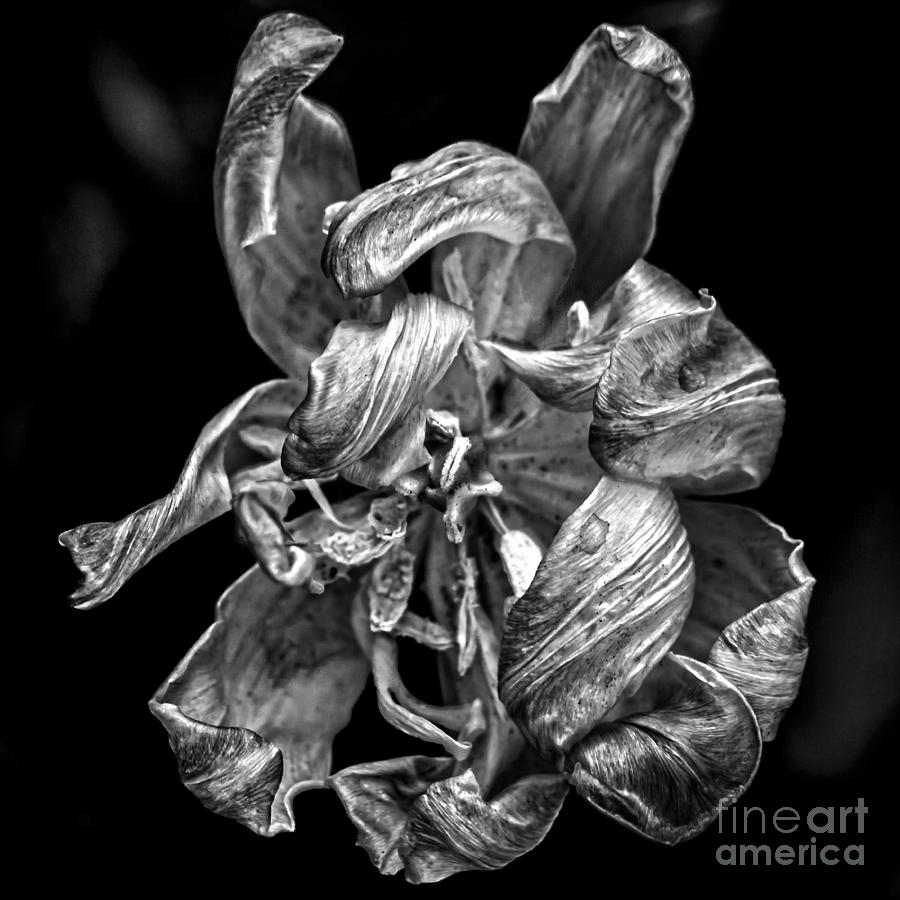 Flower Photograph - Aged Beauty by James Aiken