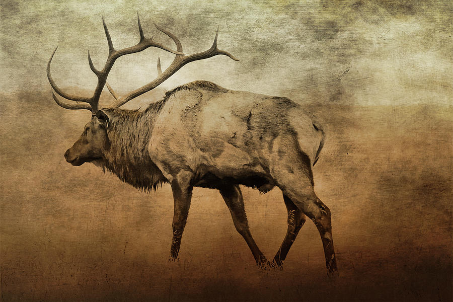 Aged Elk Digital Art by TnBackroadsPhotos
