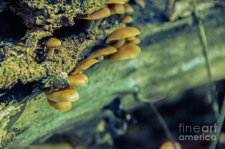 Aged Mushroom Botanical / Nature Photograph Photograph by PIPA Fine Art - Simply Solid