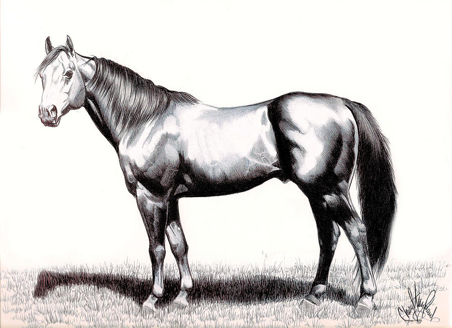 Horse Drawing - Aged Thoroughbred Stallion by Cheryl Poland