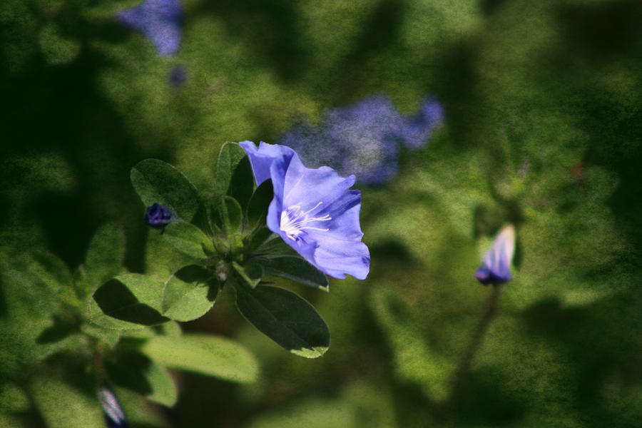 Ageless Beauty in Cornflower Blue Photograph by Colleen Cornelius