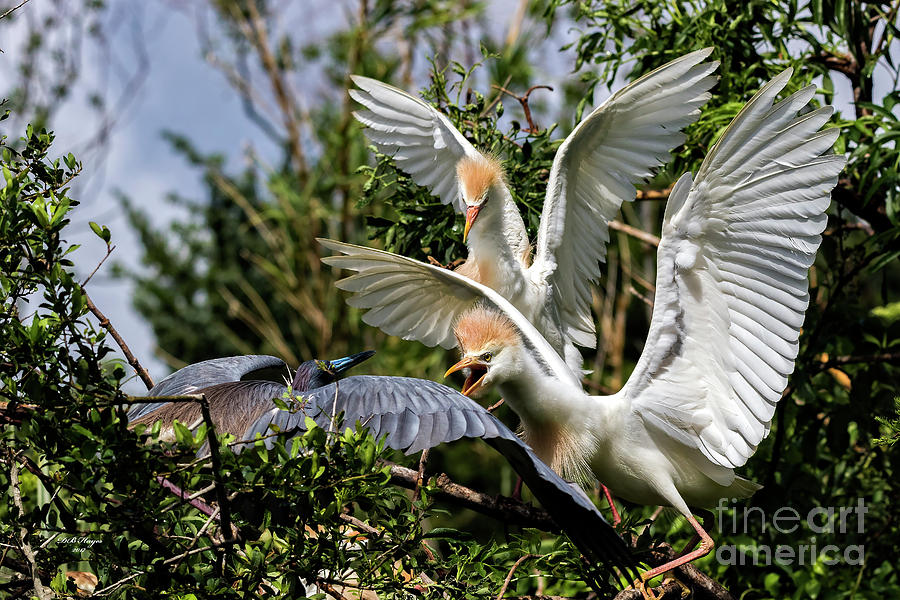 Aggression Between Cattle Egrets and Tricolored Heron Photograph by DB Hayes