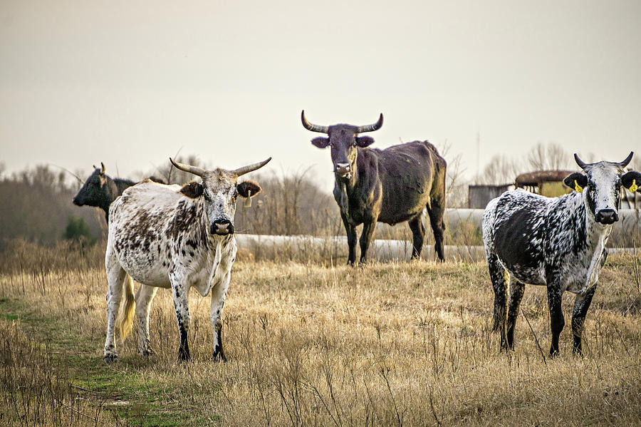 Aggressive Bulls Staring At Camera At The Farm Photograph by Alex Grichenko