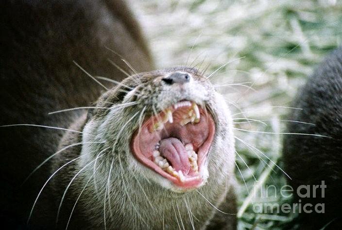 Aggressive otter Photograph by Frank Larkin