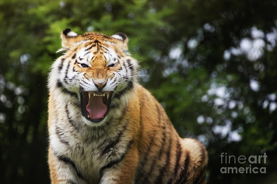 Aggressive Siberian tiger Photograph by Jane Rix