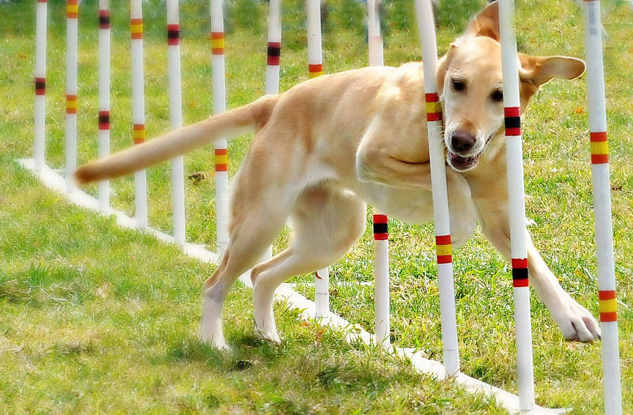 Agility Photograph by Diana Angstadt