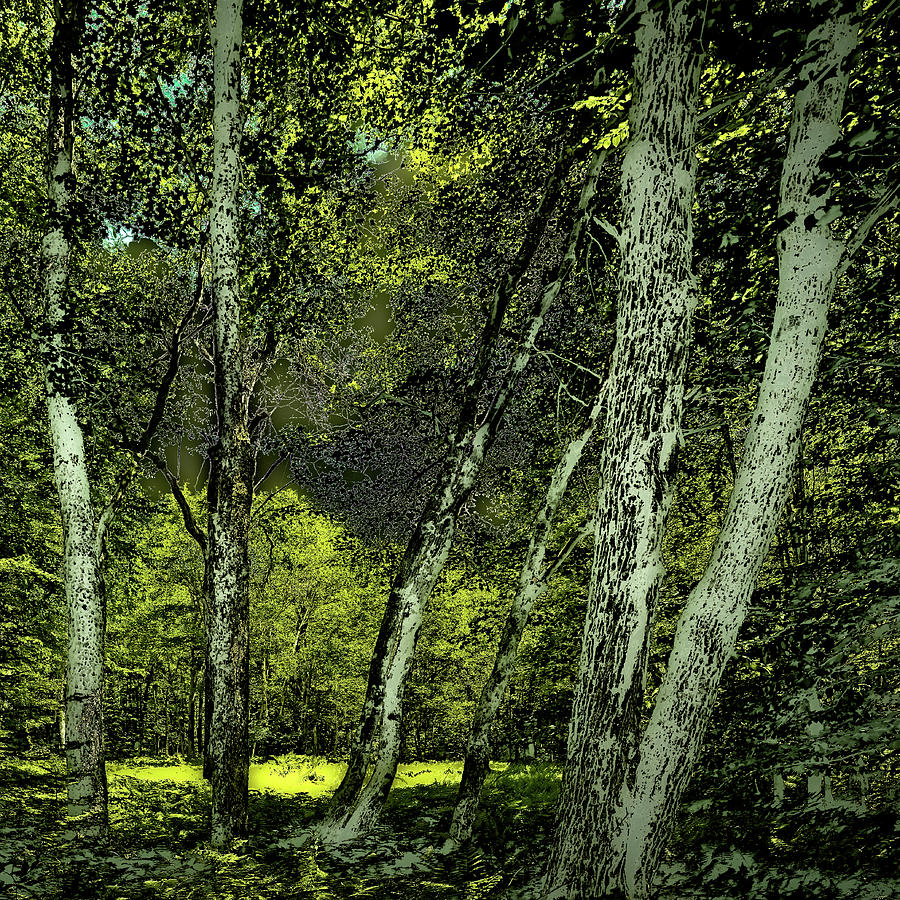 Aging Forest Photograph by David Patterson