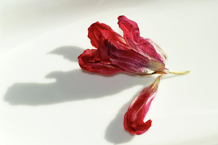 Flowers Still Life Photograph - Aging Gracefully by Bill Morgenstern