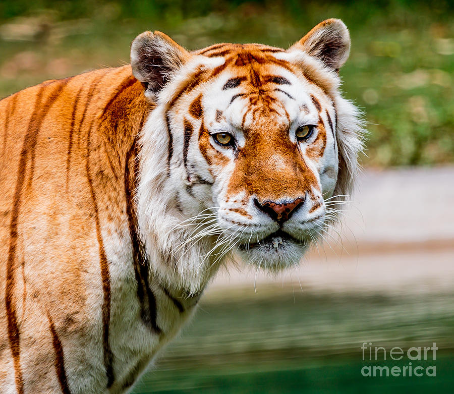 Aging Tiger Photograph by Ray Shiu