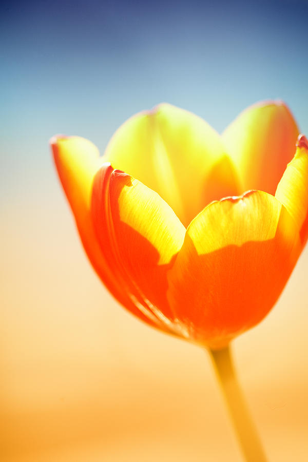 Tulip Photograph - Aglow by Dorcas Caraballo