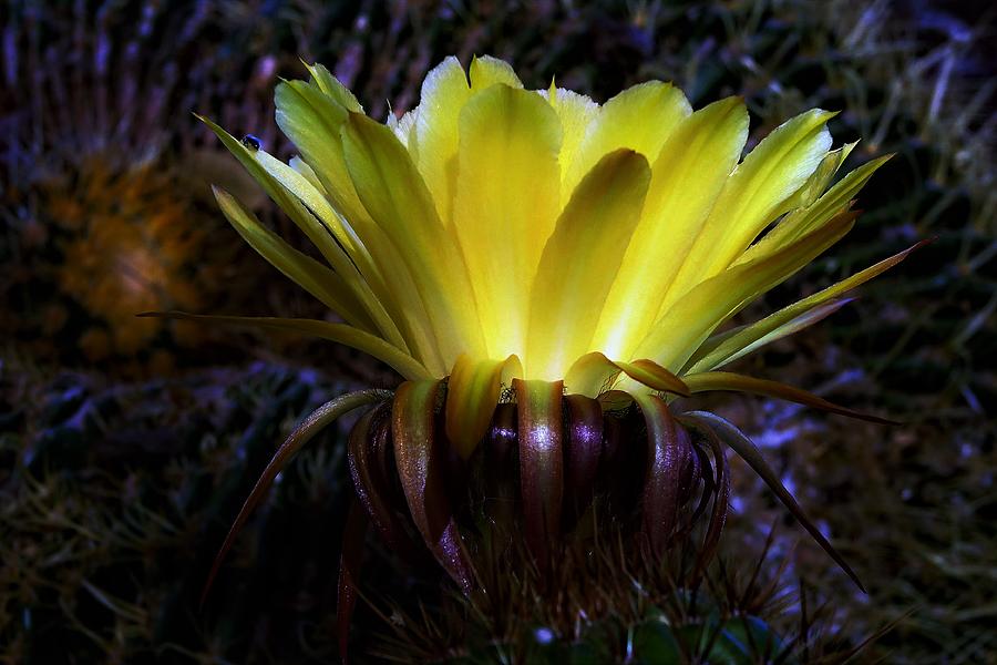 Yellow Cactus Flower Photograph - Aglow by Hazel Vaughn