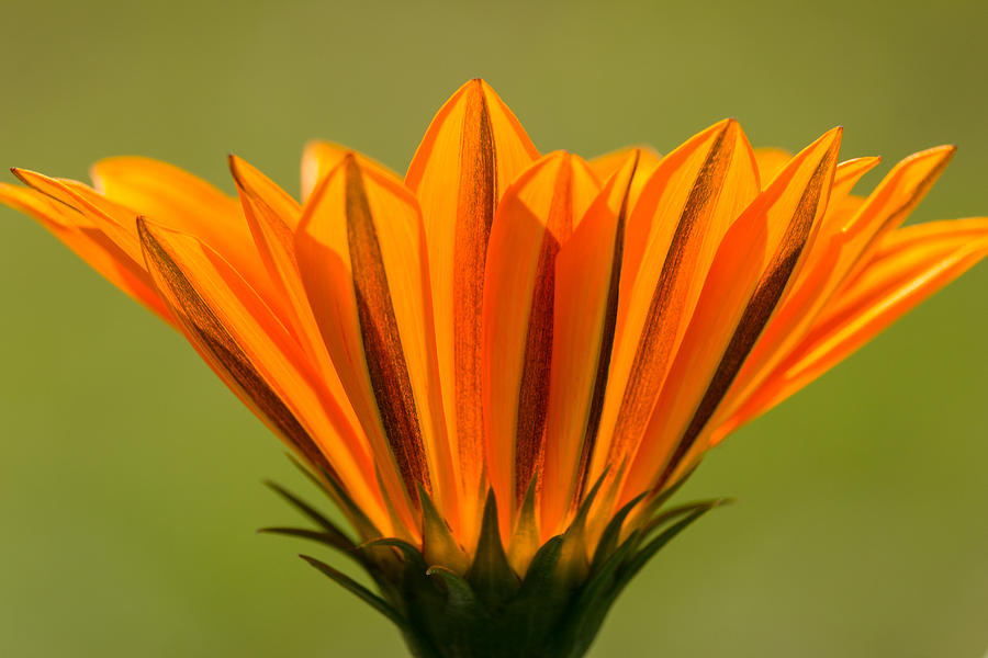 Flower Photograph - Aglow by Penny Meyers