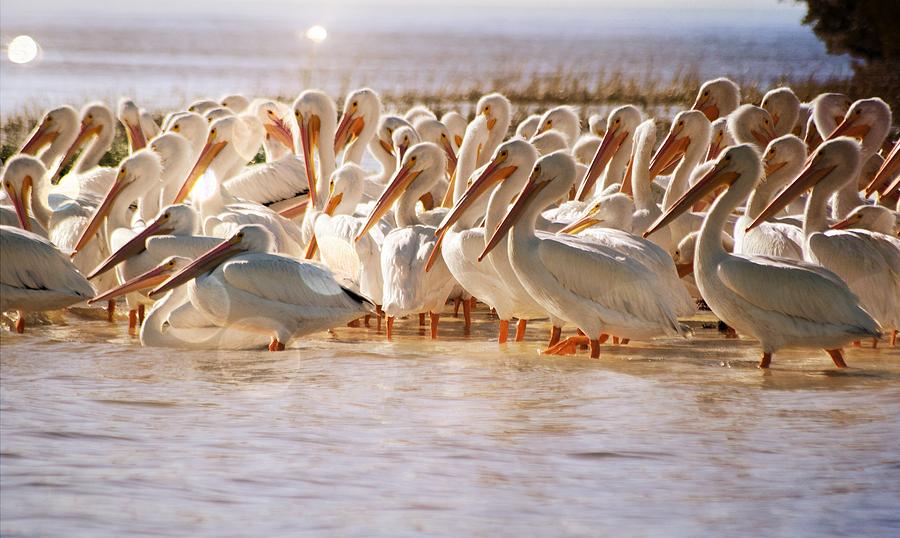 Aglow White Pelicans Photograph by Sheri McLeroy