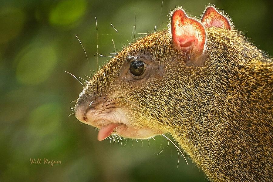 Agouti 02 Photograph by Will Wagner