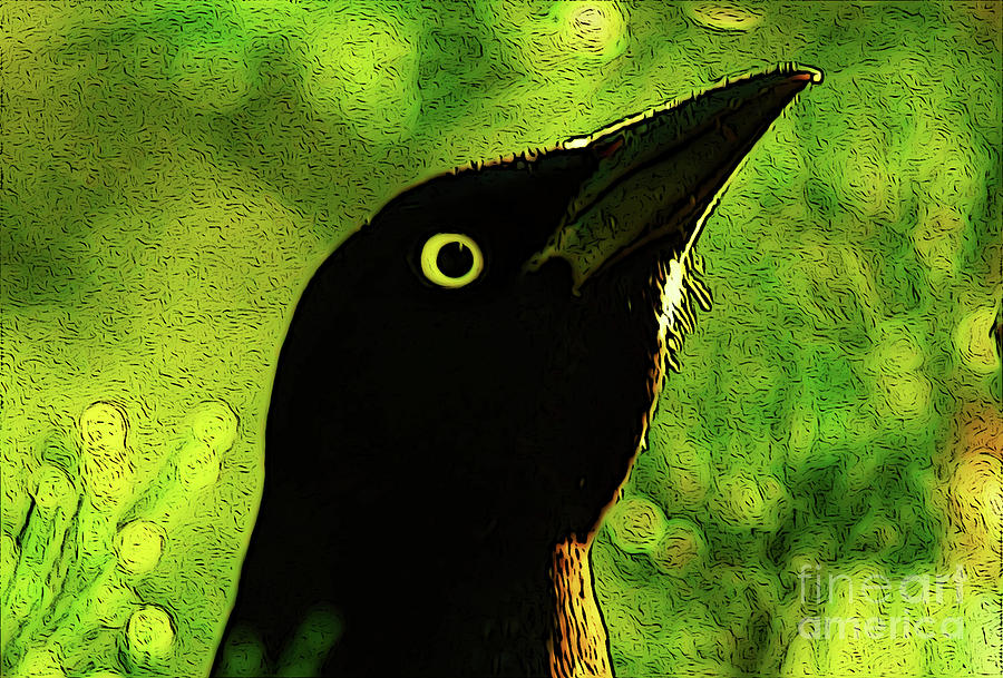 Angry Blackbird Digital Art