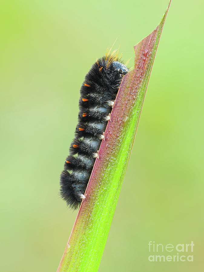 Agreeable Tiger Moth Caterpillar I Photograph by Clarence Holmes