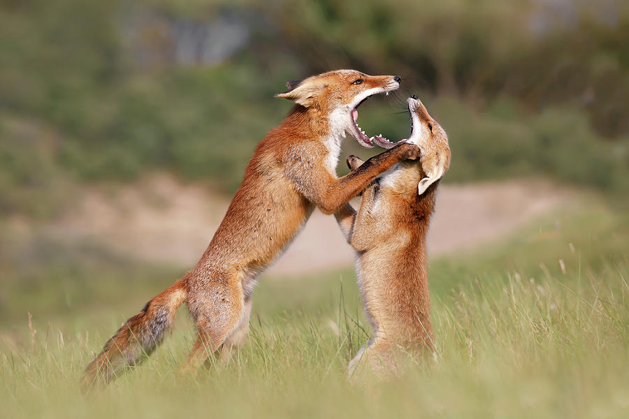 Mammal Photograph - Agreeing to Disagree - Fox Fight by Roeselien Raimond
