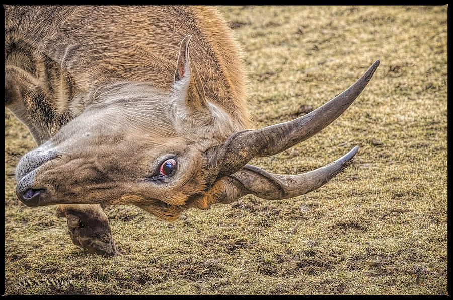 Aggressive Common Eland #1 Photograph by LeeAnn McLaneGoetz McLaneGoetzStudioLLCcom