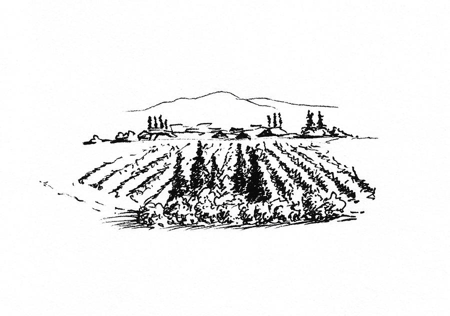 Agricultural Landscape Drawing