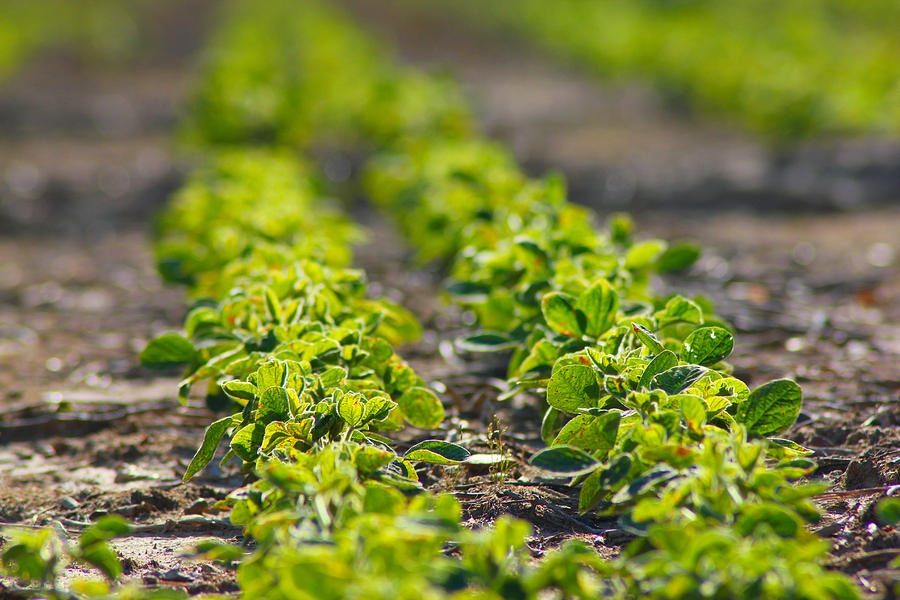 Farm Photograph - Agriculture- Soybeans 1 by Karen Wagner