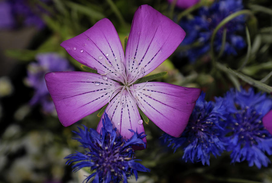 Flowers Still Life Photograph - Agrostemma by Jessica Myscofski