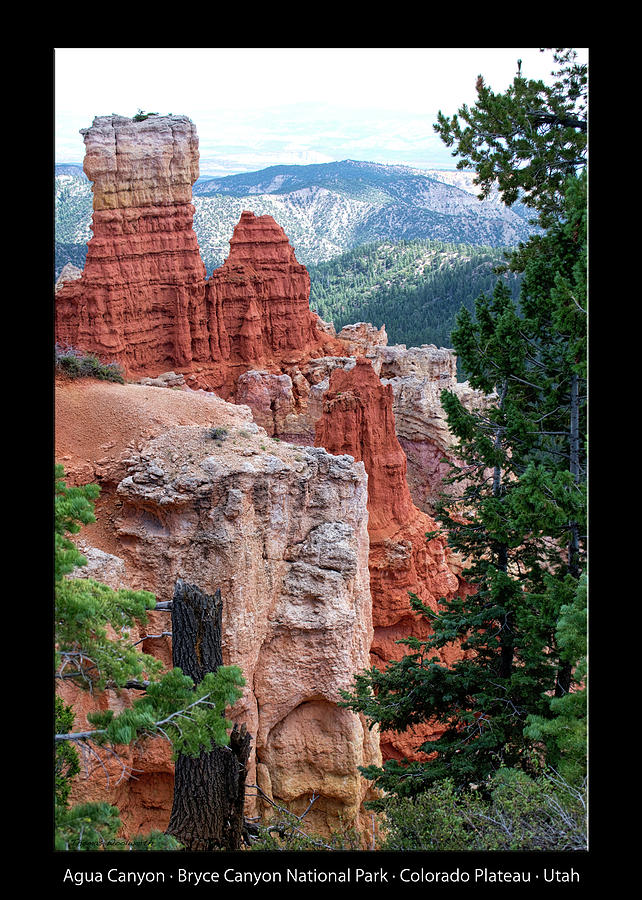 Agua Canyon Bryce Canyon Utah Text Black Vertical Photograph by Thomas Woolworth