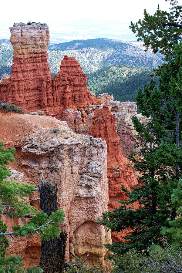 Agua Canyon Bryce Canyon Utah Vertical Photograph by Thomas Woolworth