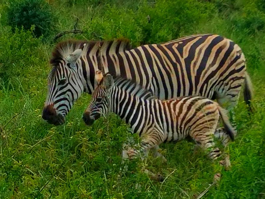 Zebra Photograph - Ah Baby by Vijay Sharon Govender