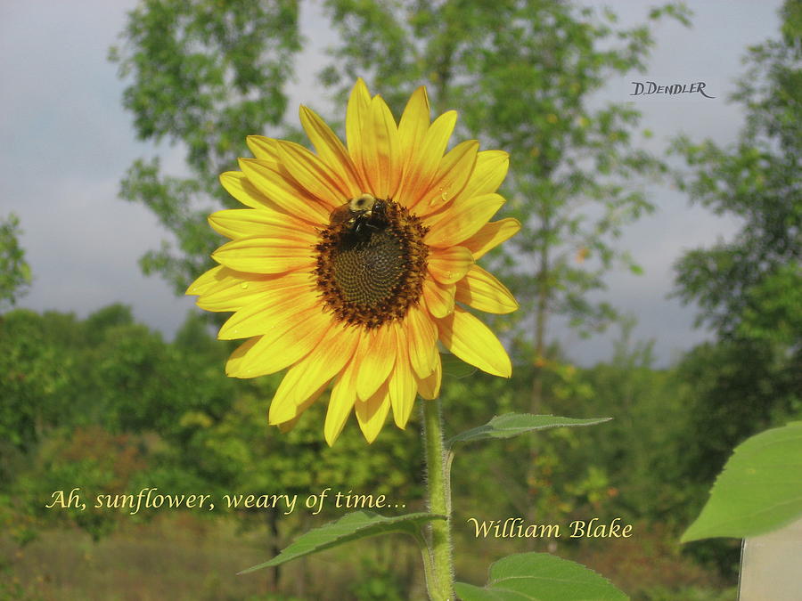 Ah, Sunflower Photograph by Deborah Dendler - Fine Art America