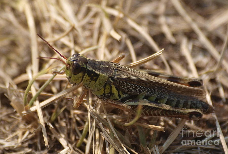 Ahh Grasshopper Photograph by Vivian Martin