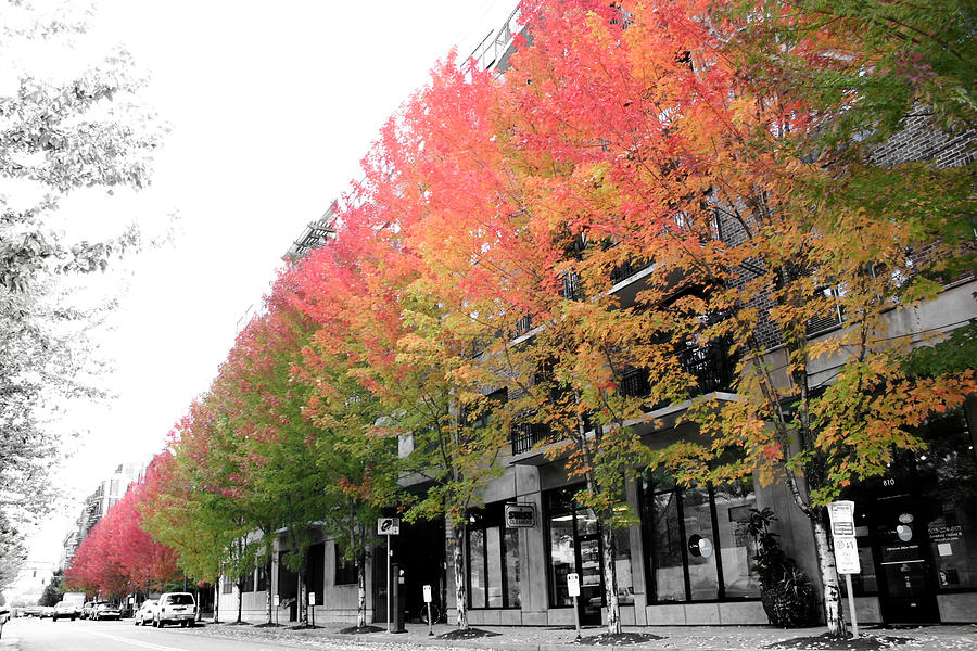 Tree Photograph - Ahhhh Portland by Vincent Lara