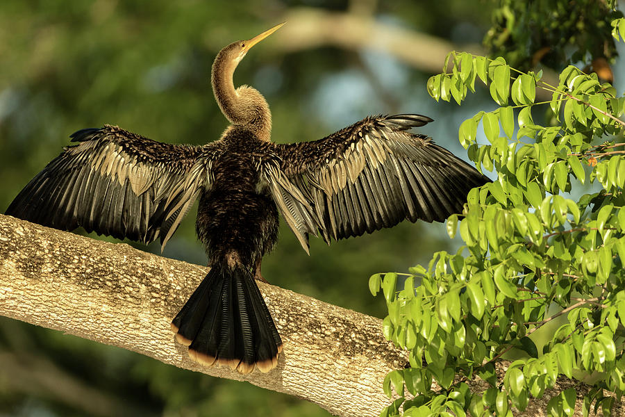 Ahinga Bird dries its wings in Brazil Photograph by Steven Upton