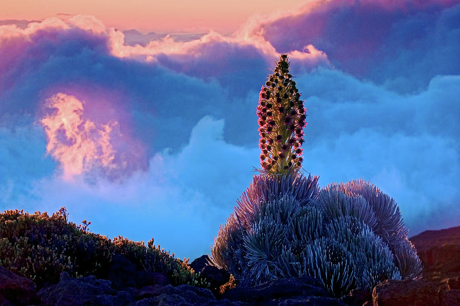 Haleakala National Park Photograph - Ahinihina Blue - Silversword blooms at sunset above the clouds at Haleakala by Nature  Photographer