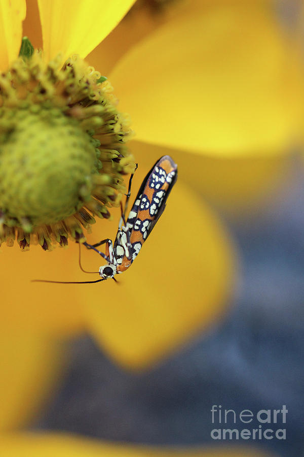 Ailanthus Webworm Moth #2 Photograph by Karen Adams