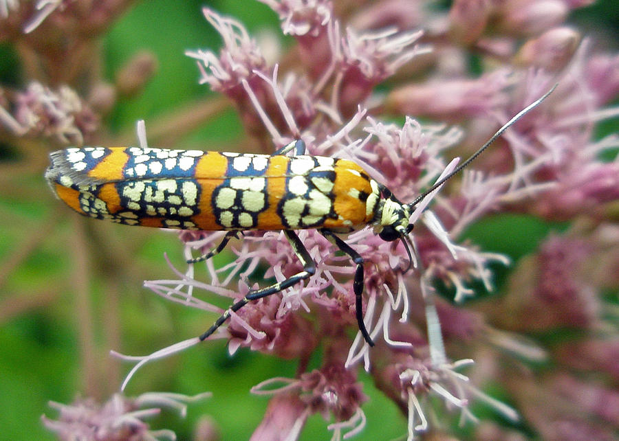Ailanthus Webworm Moth - Atteva punctella Photograph by Carol Senske