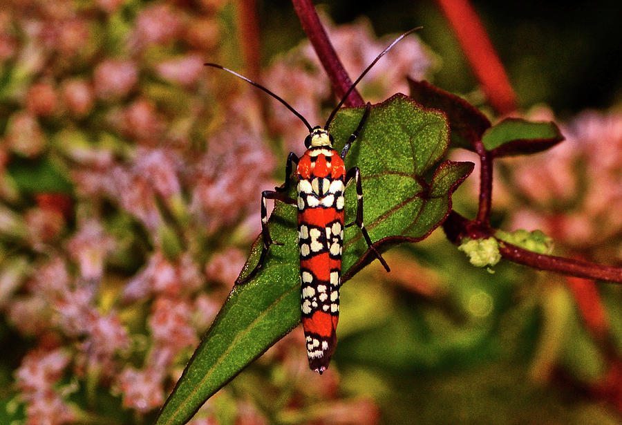Ailanthus Webworm Moth 002 Photograph by George Bostian