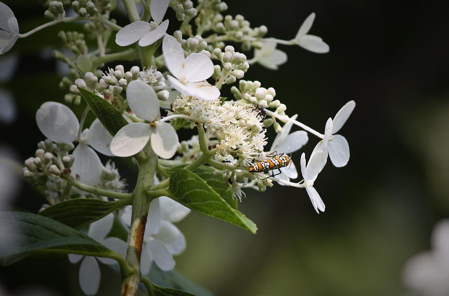 Ailanthus Webworm Moth 1 Photograph by Teresa Mucha