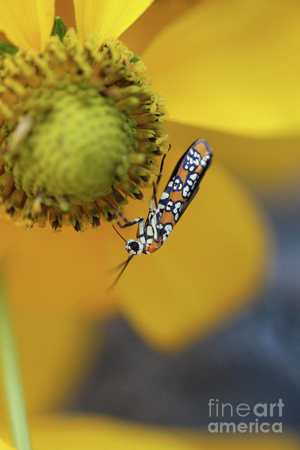 Ailanthus Webworm Moth #3 Photograph by Karen Adams