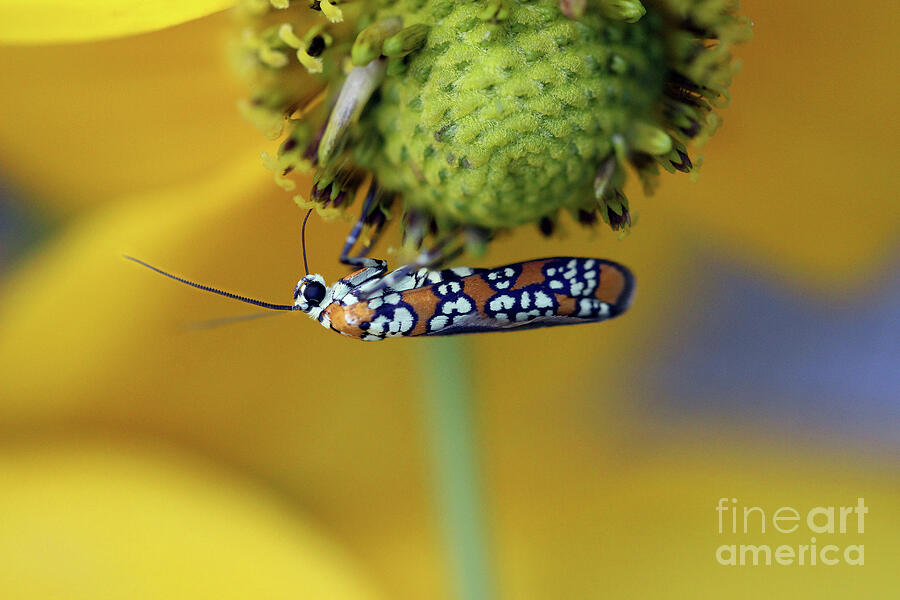 Ailanthus Webworm Moth #6 Photograph by Karen Adams