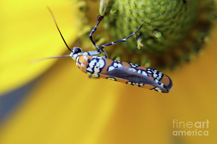 Ailanthus Webworm Moth Photograph by Karen Adams