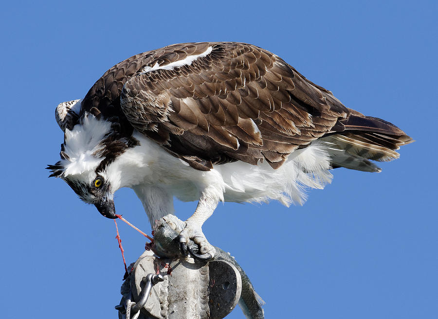 Aint Nature Beautiful? -- Osprey Eating Jacksmelt in Morro Bay, California Photograph by Darin Volpe