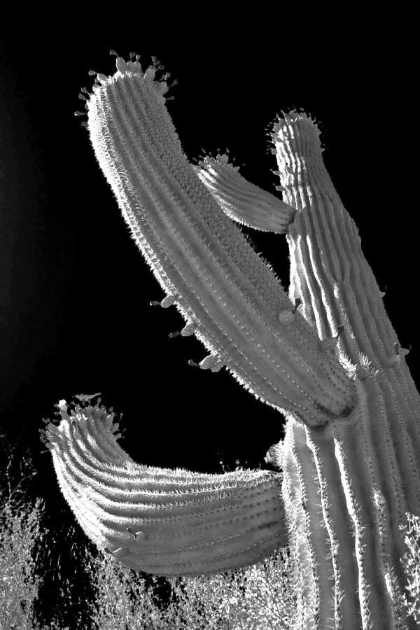 Black And White Photograph - Aint No Saguaro In Texas by Alexandra Till