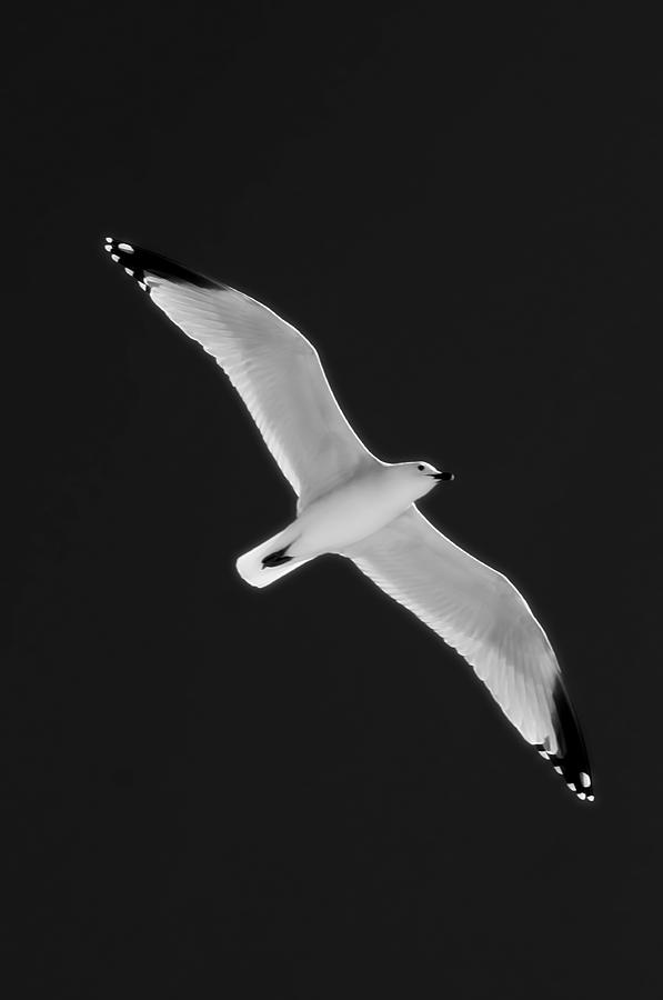 Air angel bw by pedro cardona Photograph by Pedro Cardona Llambias