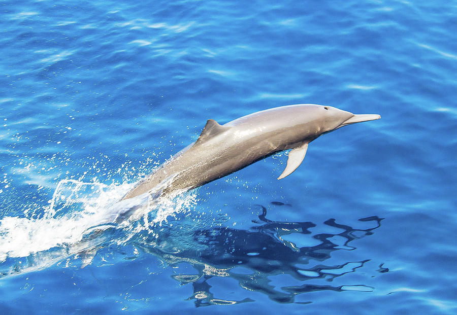 Airborn Porpoise Photograph by Johnnie Bankston - Fine Art America