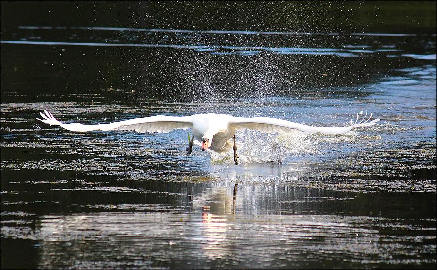 Airborne at Last Photograph by JW Freeman - Fine Art America