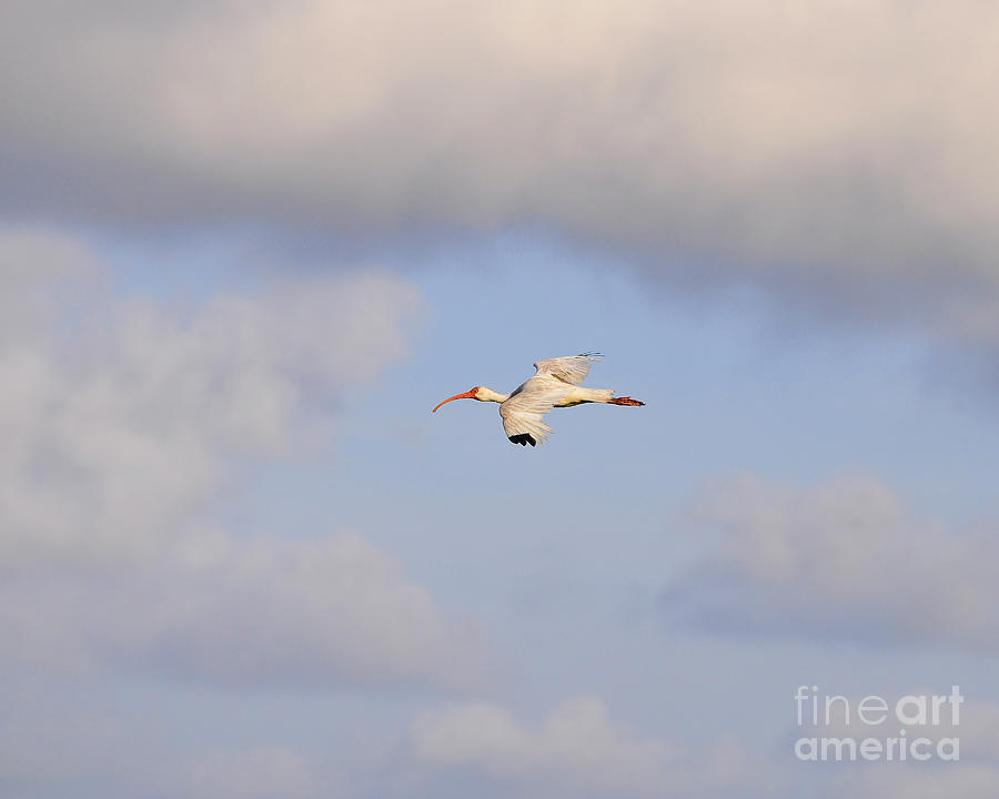 Ibis Photograph - Airborne Ibis by Al Powell Photography USA