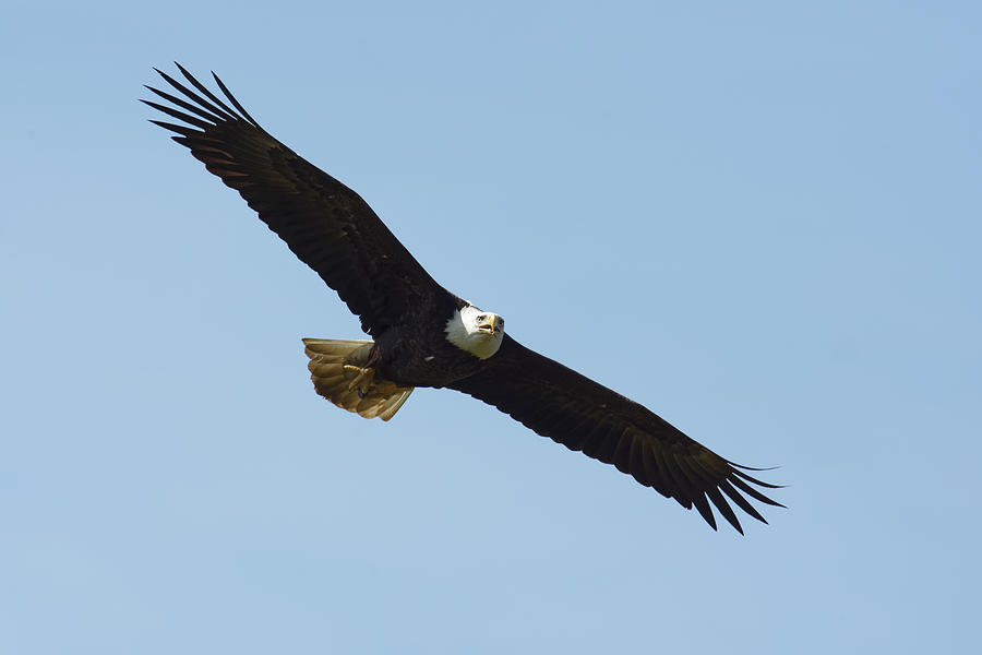 Airborne - Bald Eagle at Kalifornsky, Alaska Photograph by Darin Volpe